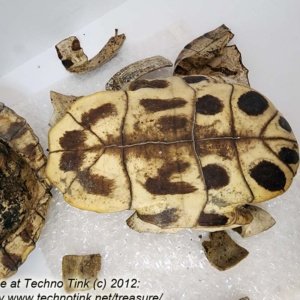 Fractured Turtle Shell pieces 9" x 7" x 4" - Image 12