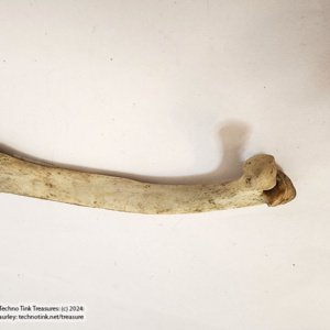 Deer Rib measuring approximately 4-5" x 1-2" x .25-.75" - Image 5