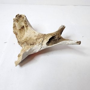Deer pelvis fragment - Image 5