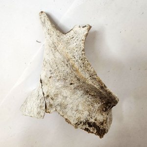 Deer pelvis fragment - Image 7