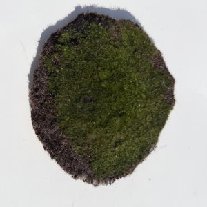 Moss Pad, round 7x7x.15