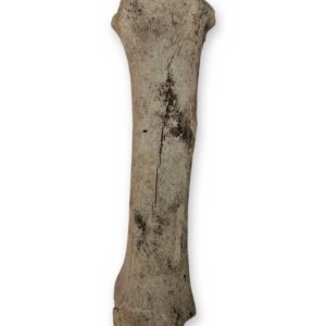 Weathered Cow Cannon Bone, 12 Inches - Natural Leg Bone Skeleton Oddity