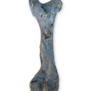 Large Weathered Cow Femur Bone, 18 Inches - Natural Skeleton Oddity