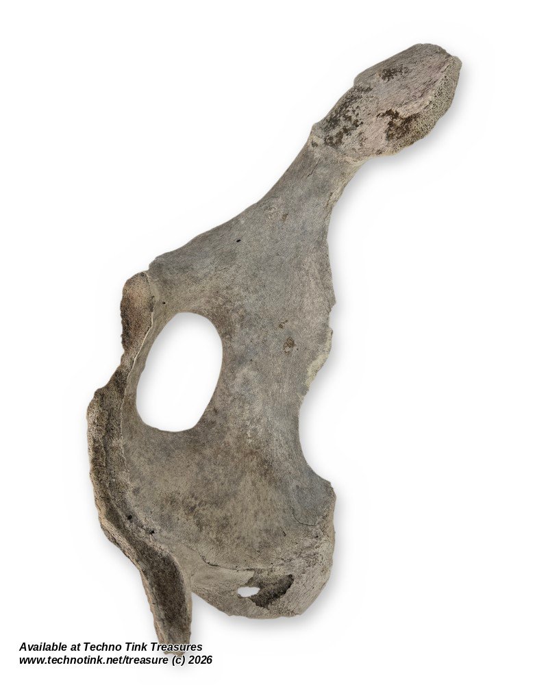 Large Weathered Cow Pelvis Half, 23 Inches - Natural Hip Bone Oddity
