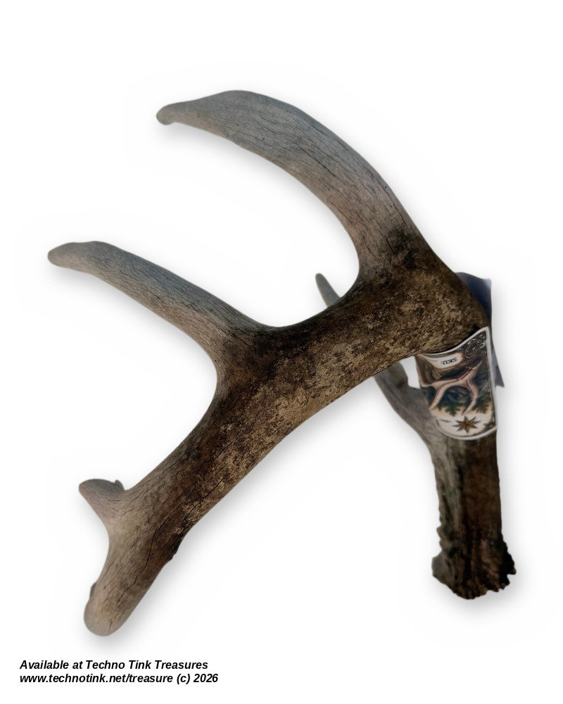Branched Deer Antler - 3 Branch Y - Image 2
