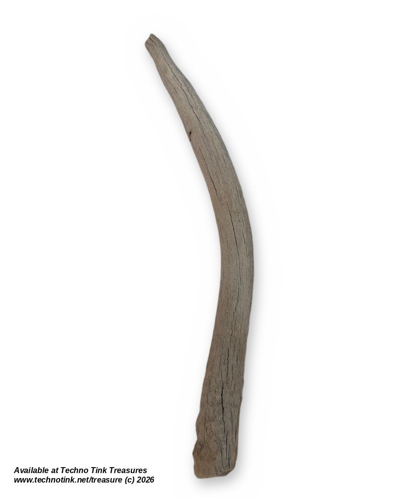 Weathered Deer Antler Tine, 13 Inches - Natural Shed Antler Craft Decor