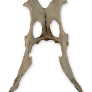 Small Weathered Deer Pelvis, 8.5 Inches - Natural Hip Bone Skeleton Oddity
