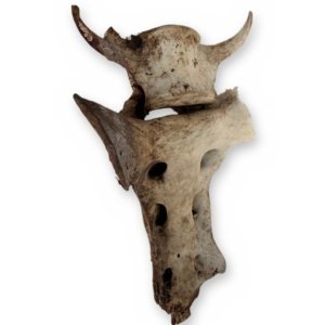 Weathered Deer Vertebra with Sacrum Piece, 5 Inches - Natural Bone Oddity Craft