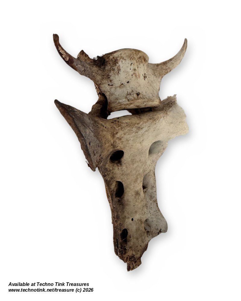 Weathered Deer Vertebra with Sacrum Piece, 5 Inches - Natural Bone Oddity Craft