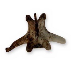 Weathered Deer Thoracic Vertebra, 4 Inches - Natural Bone Oddity Craft