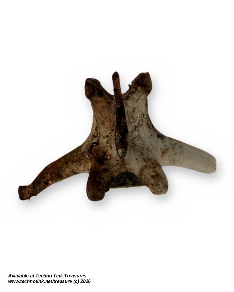 Weathered Deer Thoracic Vertebra, 4 Inches - Natural Bone Oddity Craft