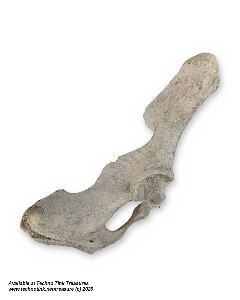 Large Weathered Cow Pelvis Half, 23 Inches - Natural Hip Bone Oddity - Image 2