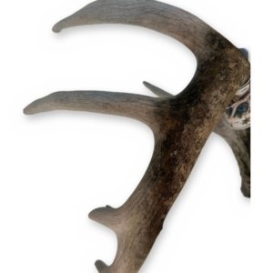 Branched Deer Antler - 3 Branch Y