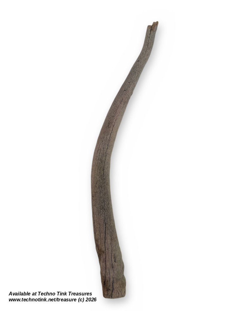 Weathered Deer Antler Tine, 13 Inches - Natural Shed Antler Craft Decor - Image 2