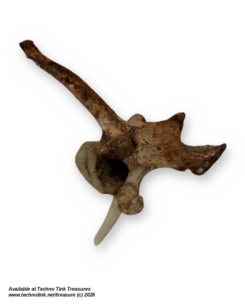 Weathered Deer Thoracic Vertebra, 4 Inches - Natural Bone Oddity Craft - Image 2