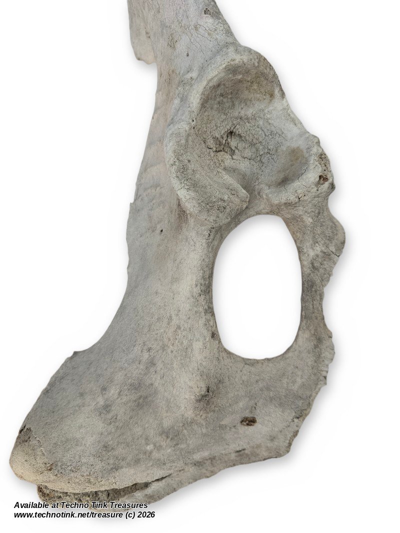 Large Weathered Cow Pelvis Half, 23 Inches - Natural Hip Bone Oddity - Image 3