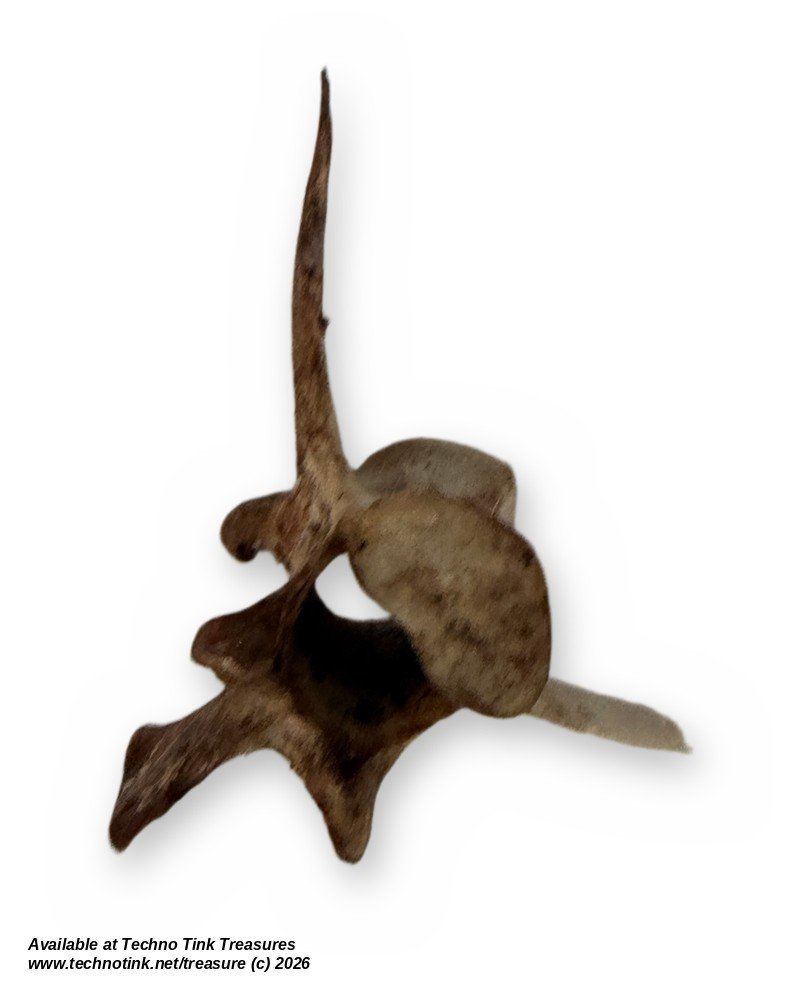 Weathered Deer Thoracic Vertebra, 4 Inches - Natural Bone Oddity Craft - Image 3