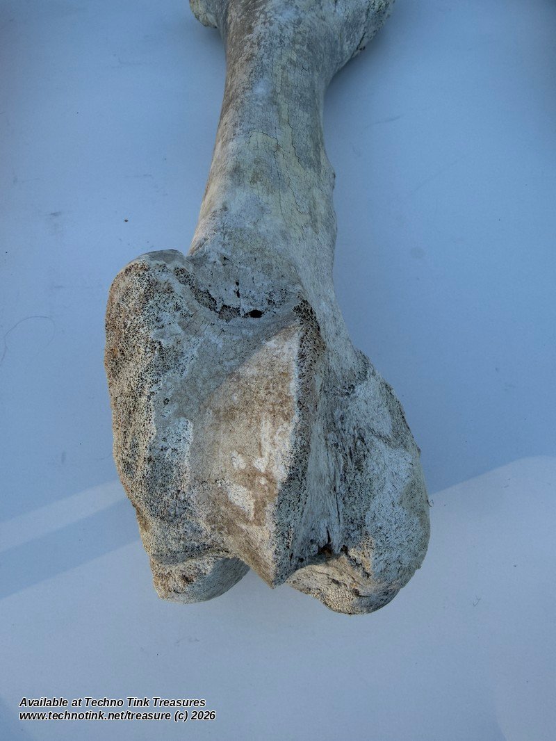 Large Weathered Cow Femur Bone, 18 Inches - Natural Skeleton Oddity - Image 4
