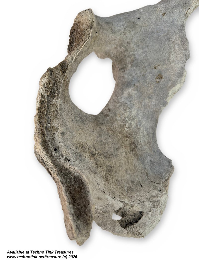 Large Weathered Cow Pelvis Half, 23 Inches - Natural Hip Bone Oddity - Image 4