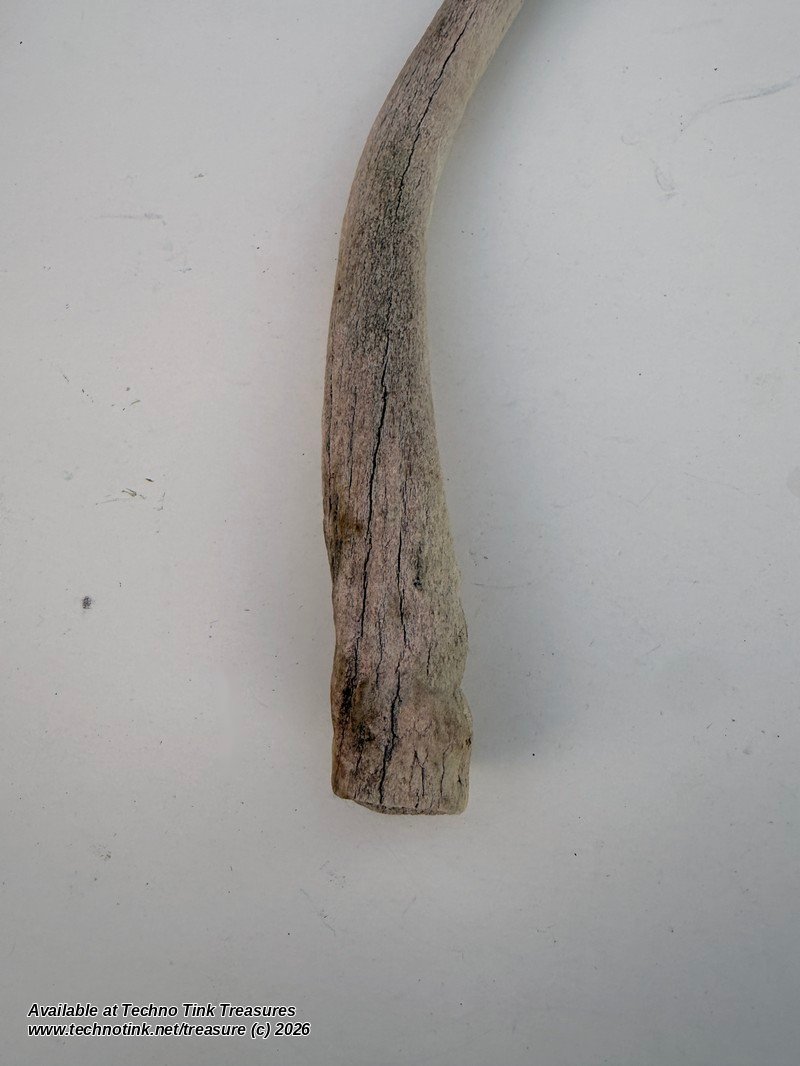 Weathered Deer Antler Tine, 13 Inches - Natural Shed Antler Craft Decor - Image 4