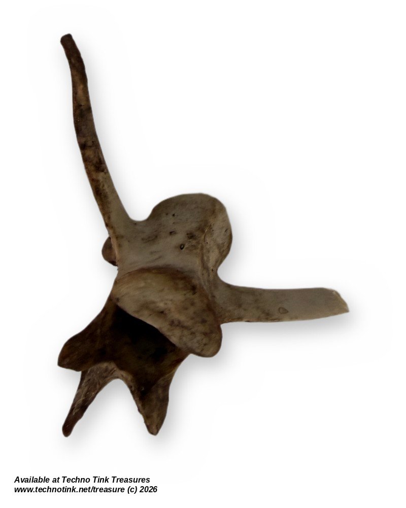 Weathered Deer Thoracic Vertebra, 4 Inches - Natural Bone Oddity Craft - Image 4