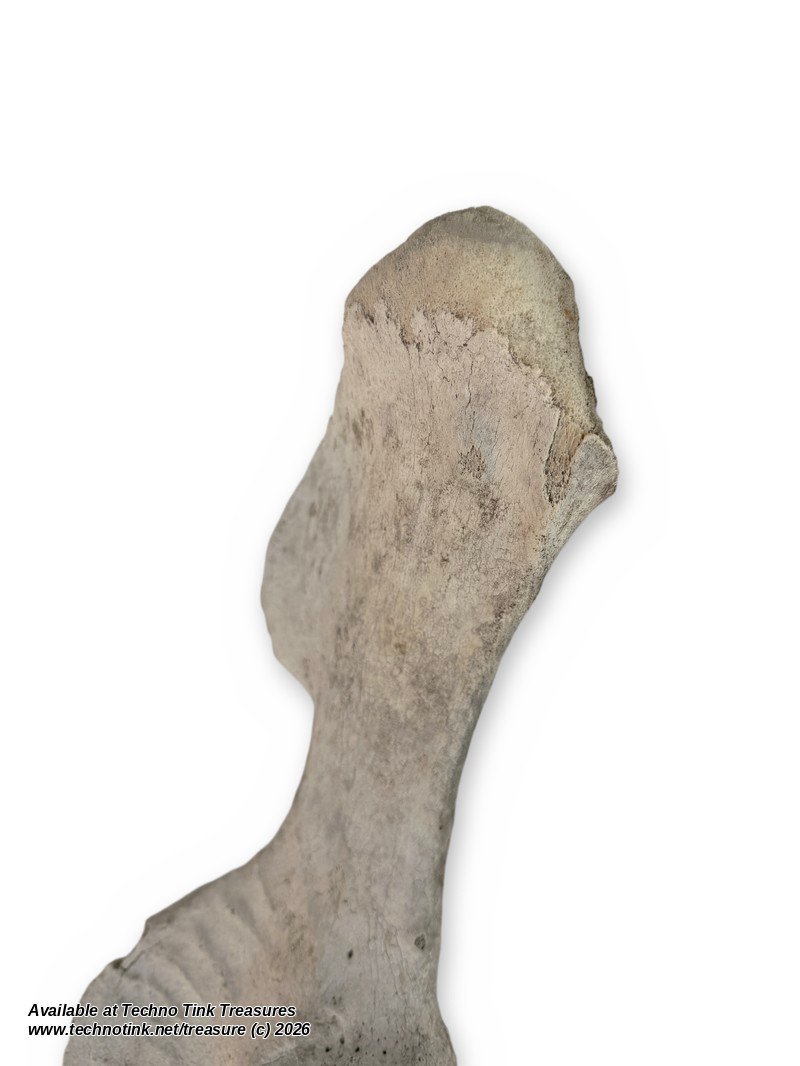 Large Weathered Cow Pelvis Half, 23 Inches - Natural Hip Bone Oddity - Image 5