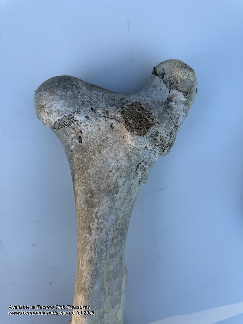 Large Weathered Cow Femur Bone, 18 Inches - Natural Skeleton Oddity - Image 6