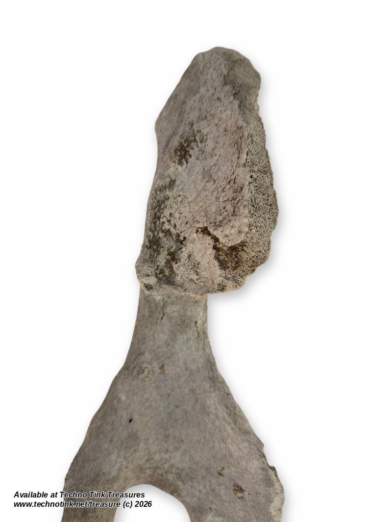 Large Weathered Cow Pelvis Half, 23 Inches - Natural Hip Bone Oddity - Image 6