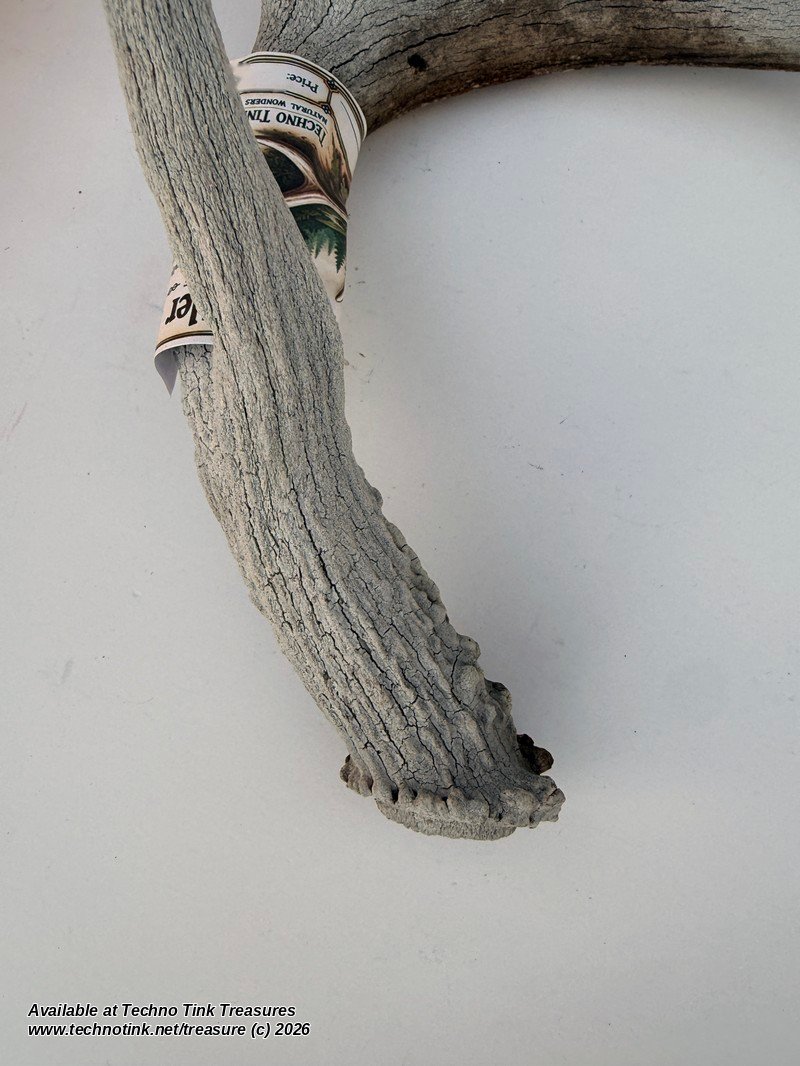 Branched Deer Antler - 3 Branch Y - Image 6