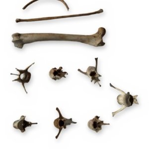 Small Mammal Bone Lot - Femur, Vertebrae, Rib & Long Bone - Bagged Set