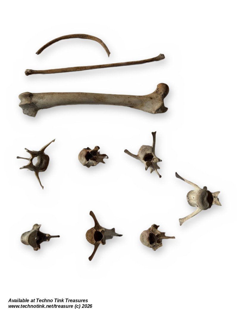 Small Mammal Bone Lot - Femur, Vertebrae, Rib & Long Bone - Bagged Set