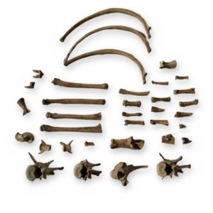 Small Canine Bone Lot - Leg Bones, Ribs, Vertebrae & Toe Bones - Bagged Set