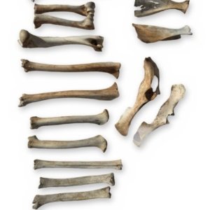 Small Deer-Size Bone Lot - Leg Bones, Shoulder Blades & Pelvis - Bagged Set