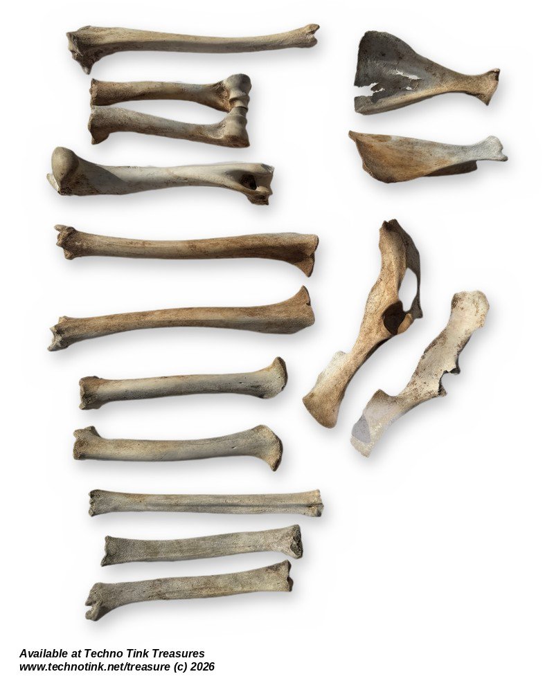 Small Deer-Size Bone Lot - Leg Bones, Shoulder Blades & Pelvis - Bagged Set