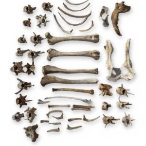 Carnivore Bone Lot - Jaw, Pelvis, Limb Bones, Ribs & Vertebrae - Bagged Set