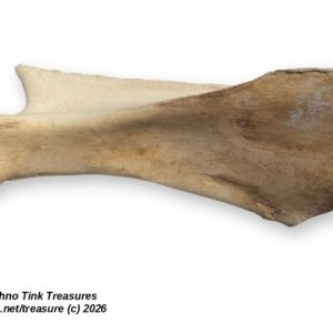 Large Weathered Cow Scapula Shoulder Blade, 15.5 Inches - Natural Bone Oddity