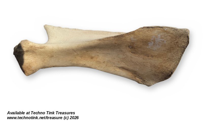 Large Weathered Cow Scapula Shoulder Blade, 15.5 Inches - Natural Bone Oddity