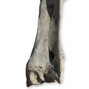 Large Weathered Cow Tibia Shin Bone, 17 Inches - Natural Leg Bone Oddity