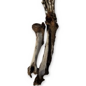 Uncleaned Canine-Type Front Leg Bones w/ Paw - Humerus, Forearm & Toe Bones