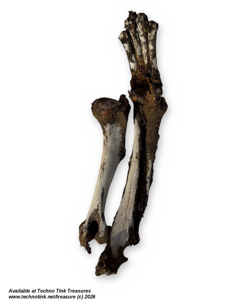 Uncleaned Canine-Type Front Leg Bones w/ Paw - Humerus, Forearm & Toe Bones