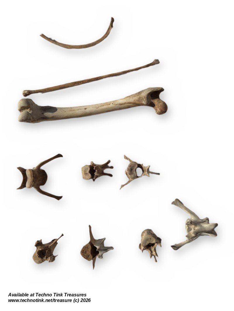 Small Mammal Bone Lot - Femur, Vertebrae, Rib & Long Bone - Bagged Set - Image 2