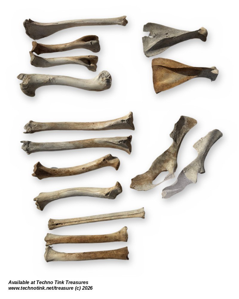 Small Deer-Size Bone Lot - Leg Bones, Shoulder Blades & Pelvis - Bagged Set - Image 2