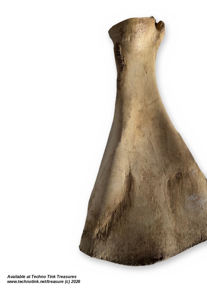 Large Weathered Cow Scapula Shoulder Blade, 15.5 Inches - Natural Bone Oddity - Image 2