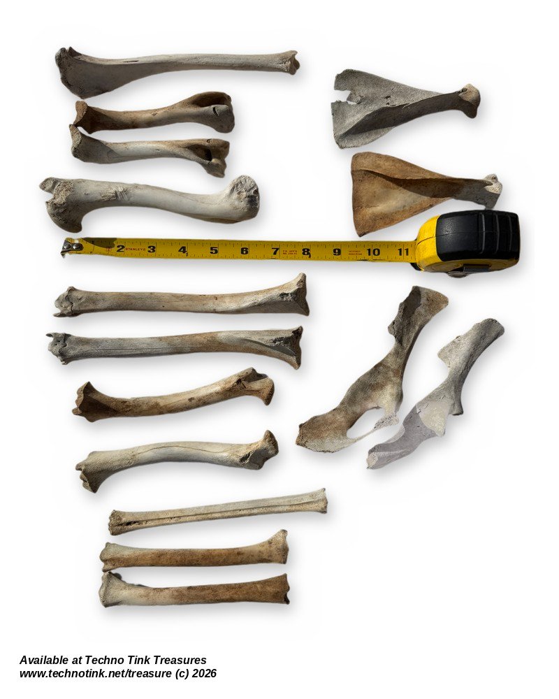 Small Deer-Size Bone Lot - Leg Bones, Shoulder Blades & Pelvis - Bagged Set - Image 3