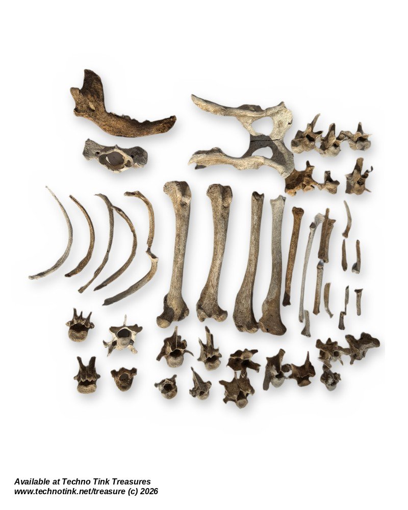 Carnivore Bone Lot - Jaw, Pelvis, Limb Bones, Ribs & Vertebrae - Bagged Set - Image 3