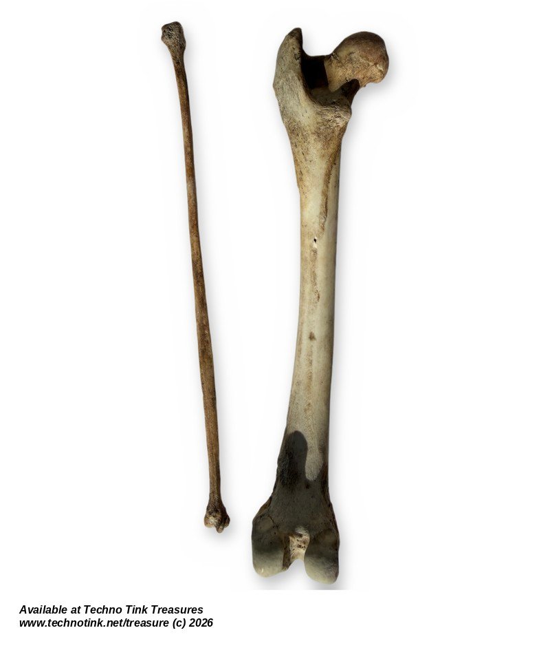 Small Mammal Bone Lot - Femur, Vertebrae, Rib & Long Bone - Bagged Set - Image 4