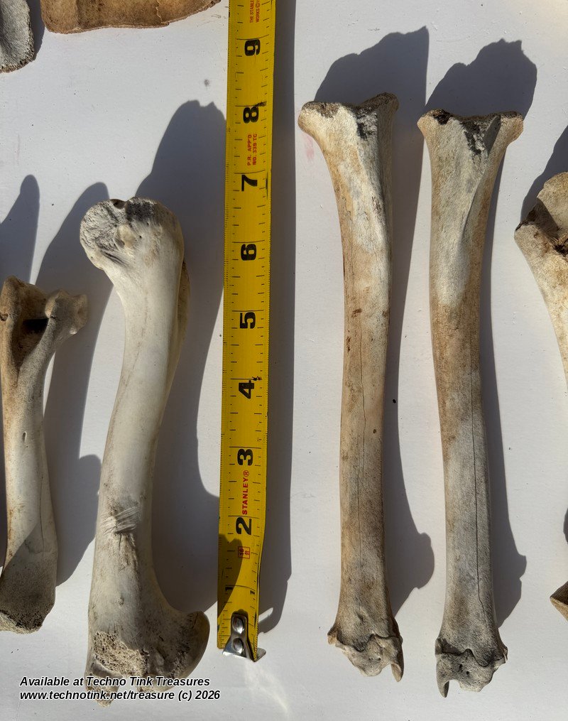 Small Deer-Size Bone Lot - Leg Bones, Shoulder Blades & Pelvis - Bagged Set - Image 4