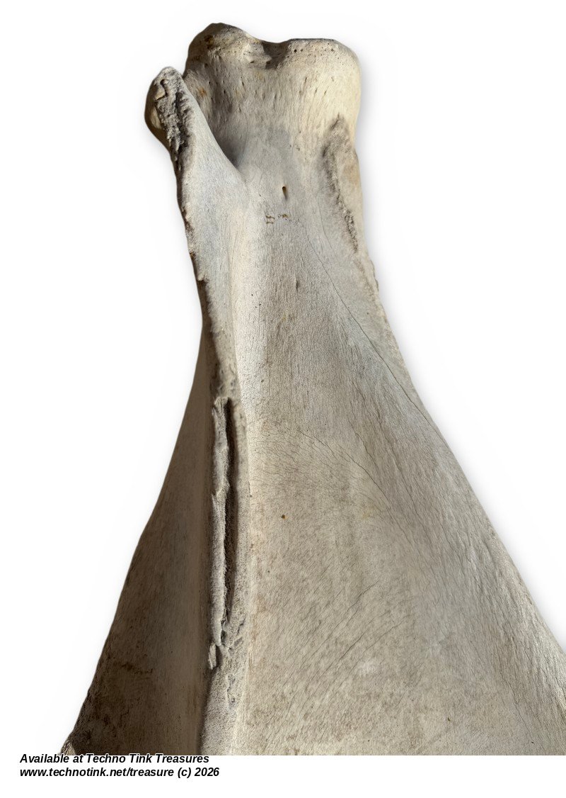 Large Weathered Cow Scapula Shoulder Blade, 15.5 Inches - Natural Bone Oddity - Image 4