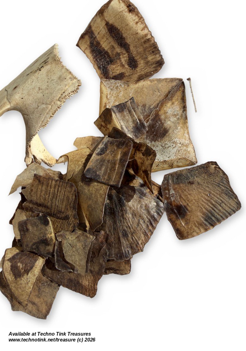 Turtle Shell Fragments Lot - Carapace Pieces & Scutes - Bagged Set - Image 4