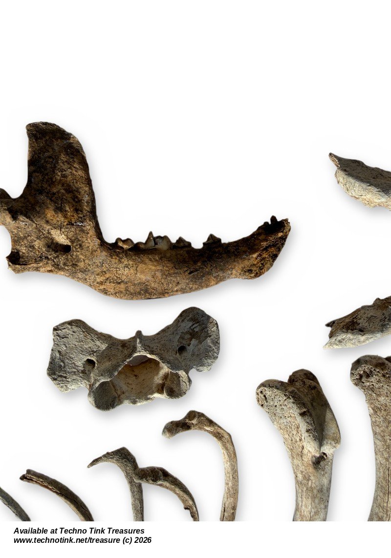 Carnivore Bone Lot - Jaw, Pelvis, Limb Bones, Ribs & Vertebrae - Bagged Set - Image 5